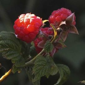 Raspberry Riches My Way Image